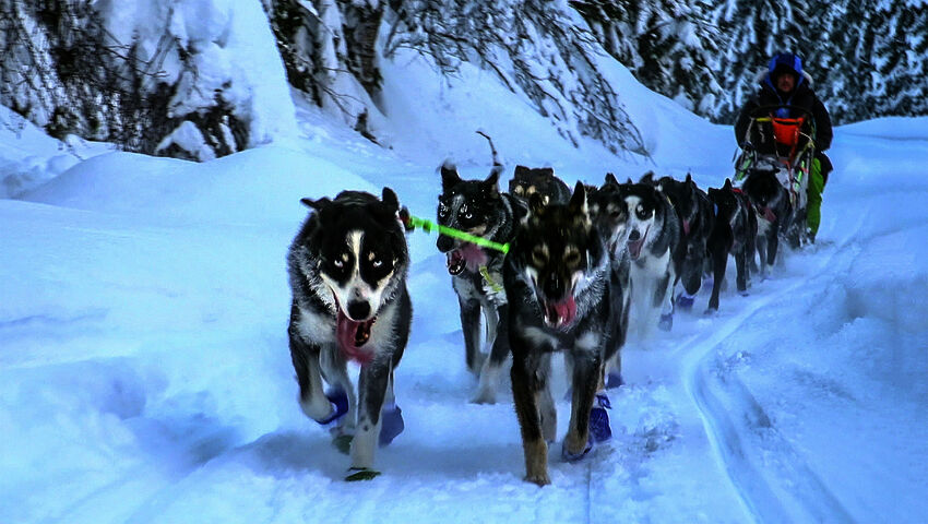 Lars Monsenin koiravaljakko