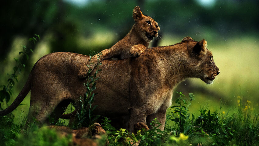 Avara luonto: Botswanan suuret kissat