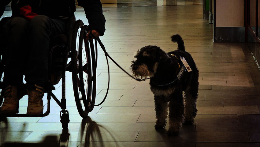 Elämäni eläimet: Eläinsairaalassa