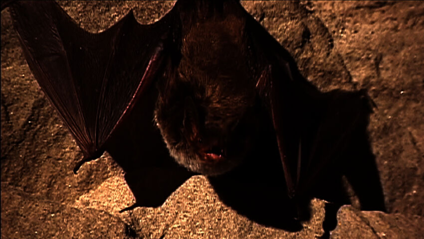 Benjam ja lepakonetsijät 