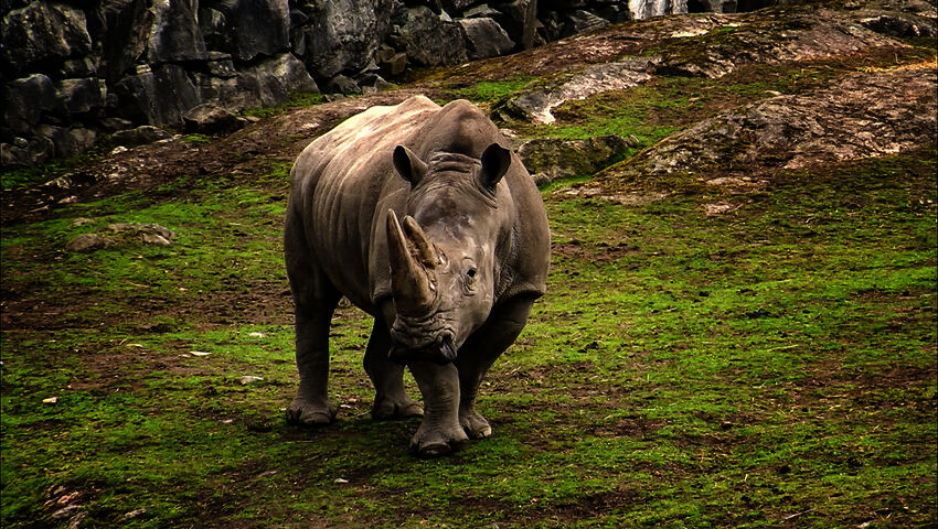 Elämäni eläimet: Eläinsairaalassa