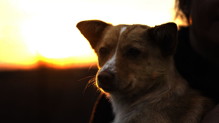 Rescue Me! - Koirien tarina (7)