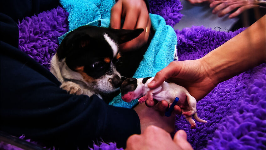 Elämäni eläimet: Eläinsairaalassa