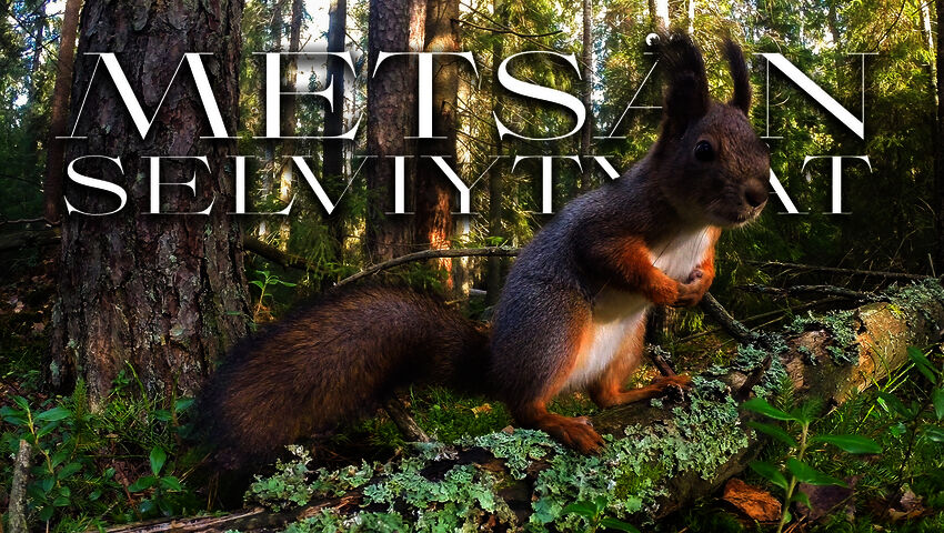 Metsän selviytyjät