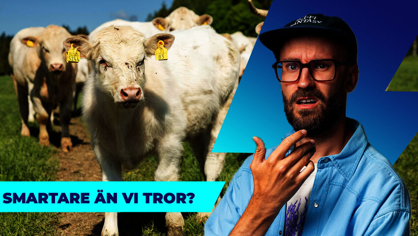 Someförbud, smarta kossor och fotbollsdrömmar