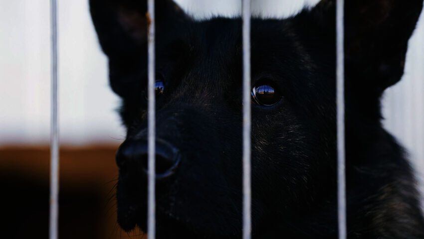 Rescue Me! - Koirien tarina (7)