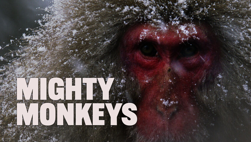 Avara Luonto: Kamikochin vaeltajat