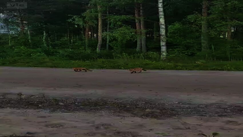 Kettuperheitä näkee myös kaupungissa  Katso video