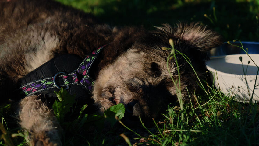 Rescue Me! - Koirien tarina (7)