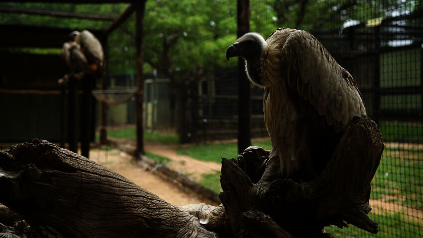 Afrikan eläinorpojen pelastajat