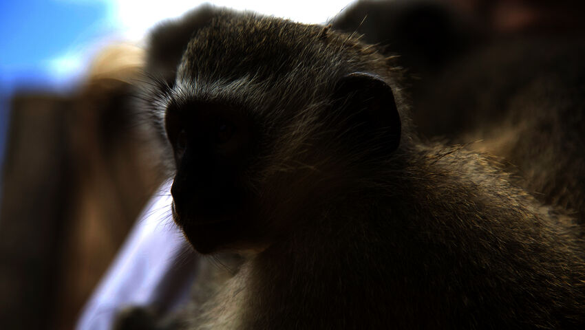 Afrikan eläinorpojen pelastajat