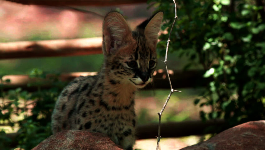 Afrikan eläinorpojen pelastajat