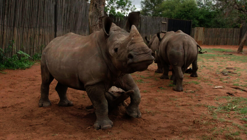 Afrikan eläinorpojen pelastajat