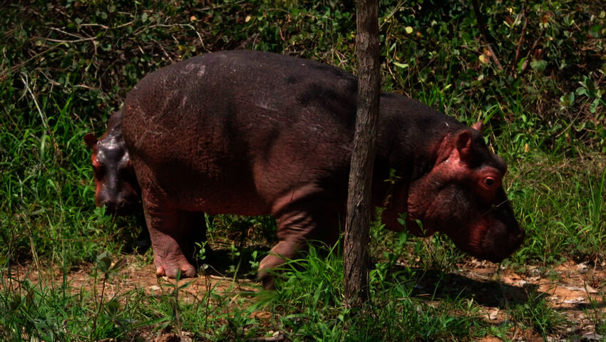 Afrikan eläinorpojen pelastajat