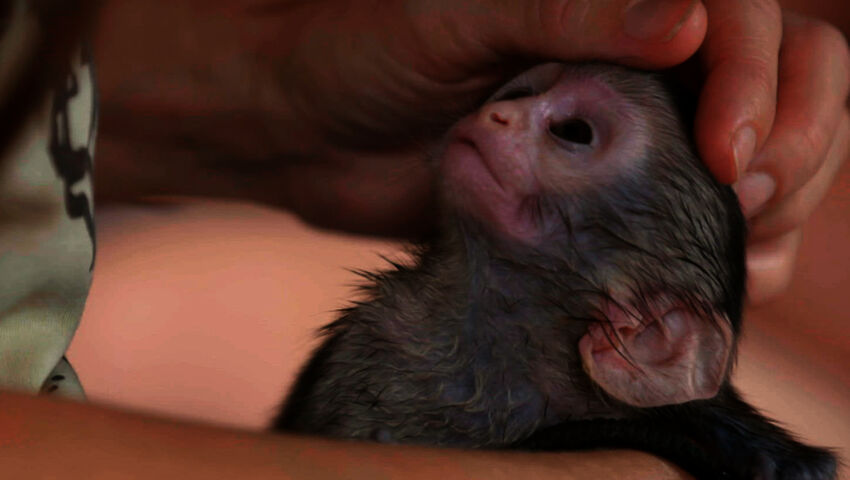 Afrikan eläinorpojen pelastajat