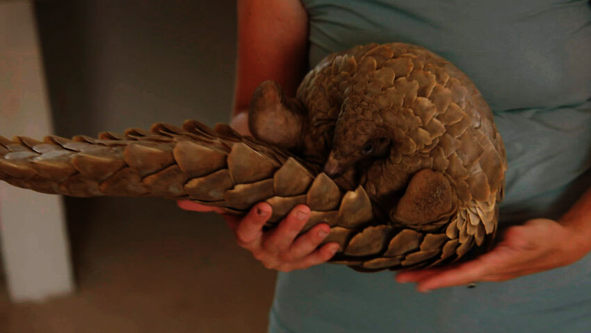 Afrikan eläinorpojen pelastajat