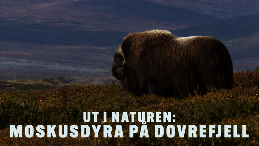 Luontoretkellä: Dovrefjellin myskihärät