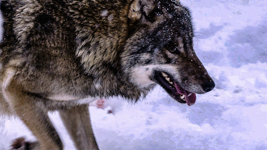 Villieläinten jäljillä