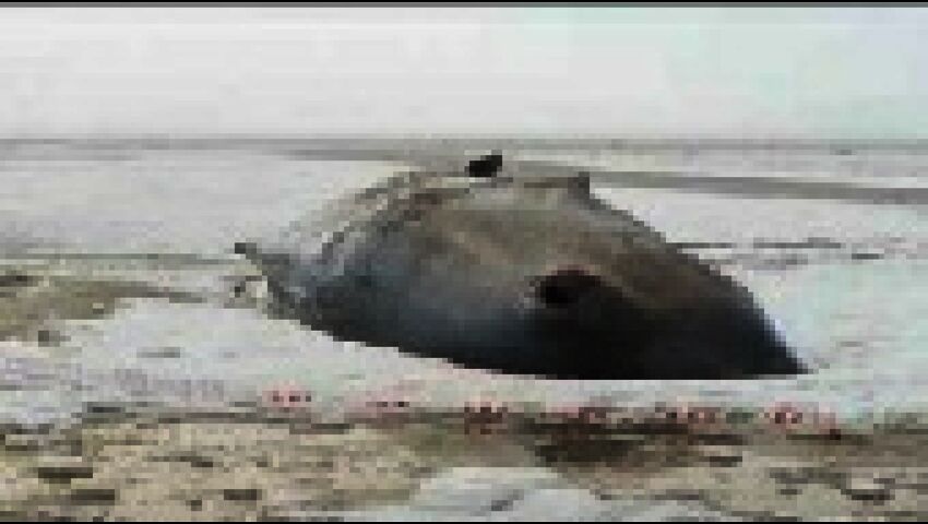 DR: Viisi kaskelottia ajautui Tanskan rannikolle