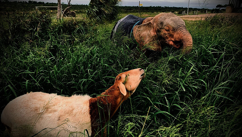 Afrikan eläinorpojen pelastajat