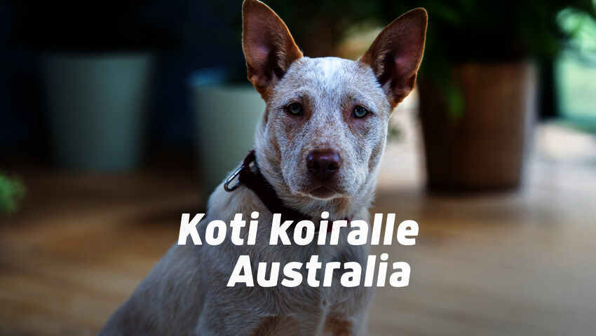 Koti koiralle Australia