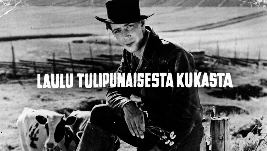 Laulu tulipunaisesta kukasta 