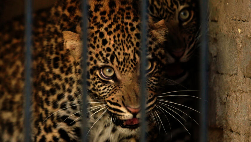 Afrikan eläinorpojen pelastajat