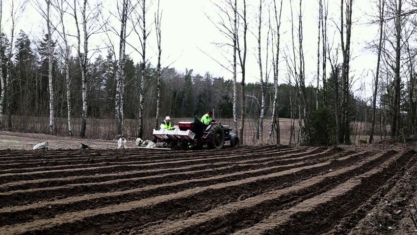 Varhaisperunoiden istutus on alkanut Rymättylässä