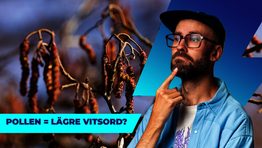 Gromning, skolmästerskap och pollen