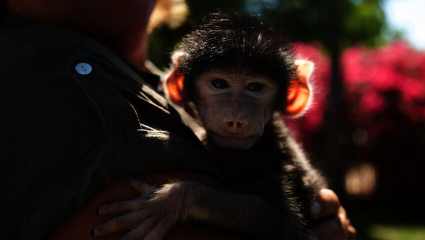 Afrikan eläinorpojen pelastajat