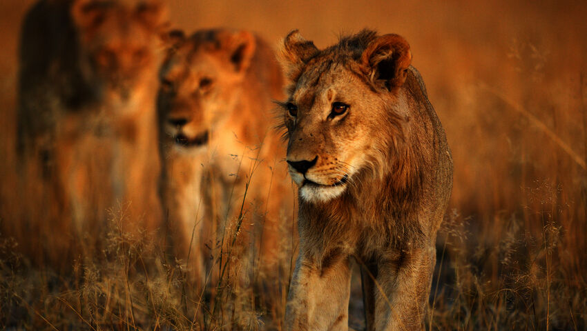 Kissapetojen matkassa