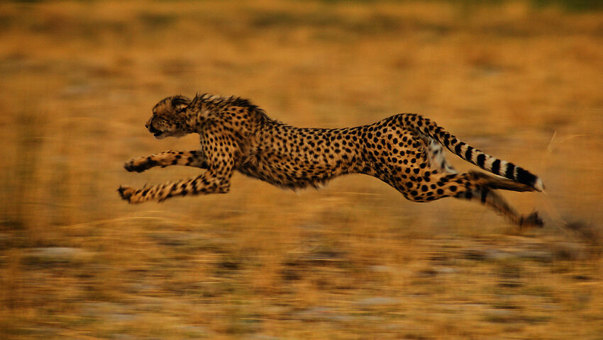 Kissapetojen matkassa