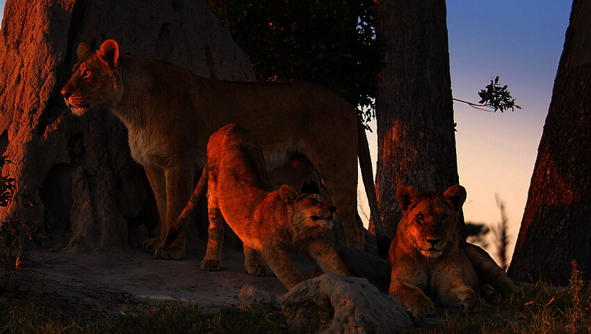 Kissapetojen matkassa