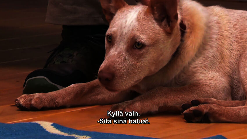 Koti koiralle Australia