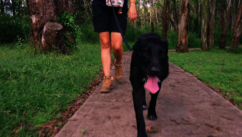 Koti koiralle Australia