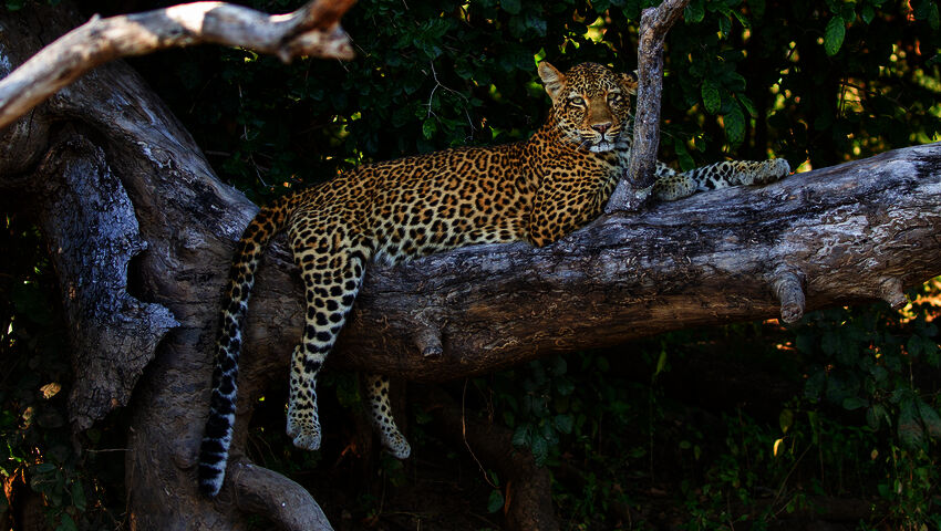 Avara luonto: Laakson valtiaat (7)