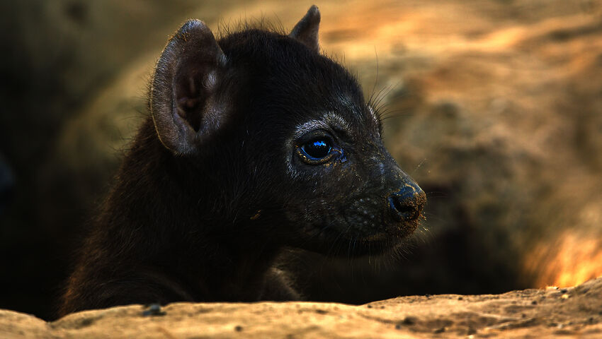 Avara luonto: Laakson valtiaat (7)