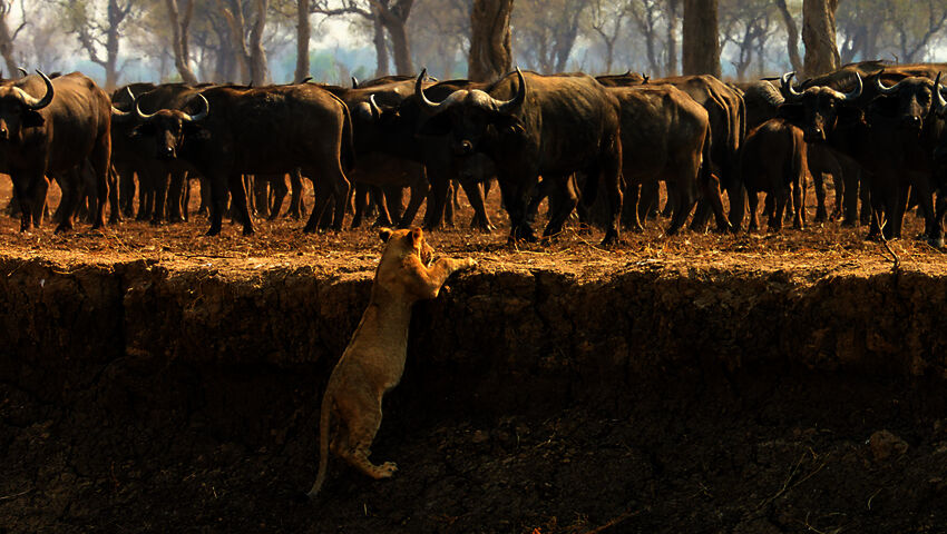 Avara luonto: Laakson valtiaat (7)