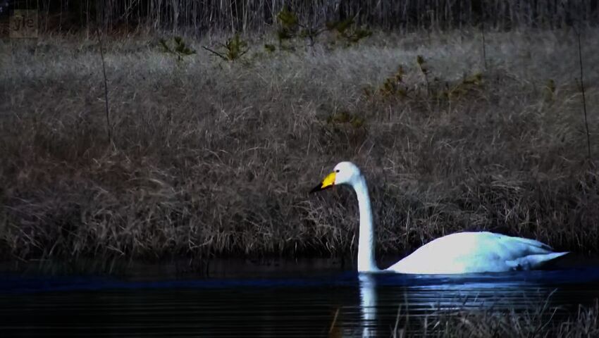 Kohokohdat – päivä 1