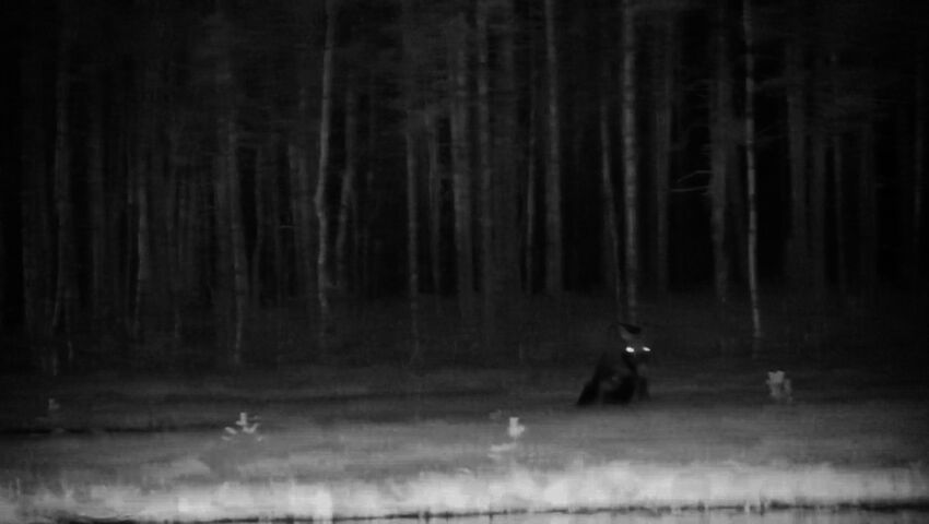 Lite dramatik. Älgen plumsar i träsket. 