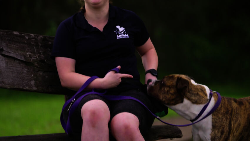 Koti koiralle Australia