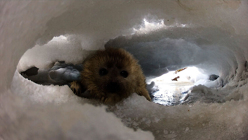 Snowhow - Pohjolan talvi