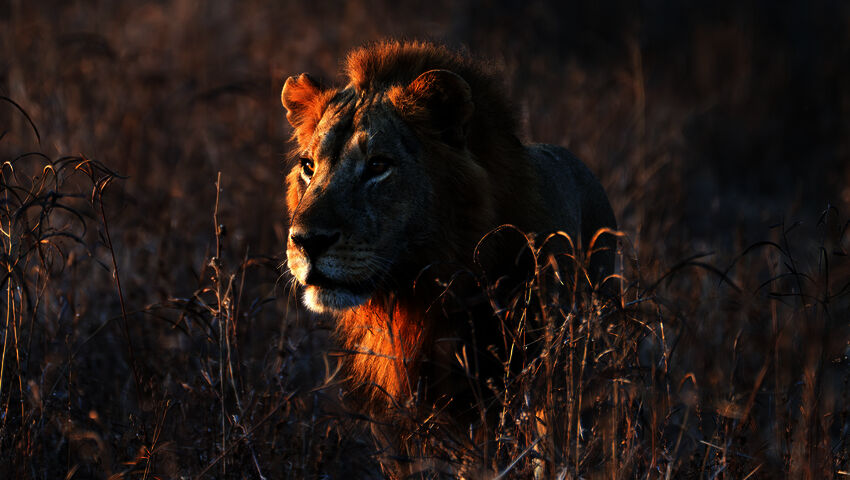 Avara luonto: Laakson valtiaat (7)