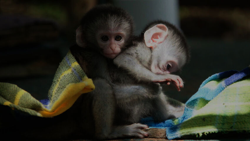 Afrikan eläinorpojen pelastajat