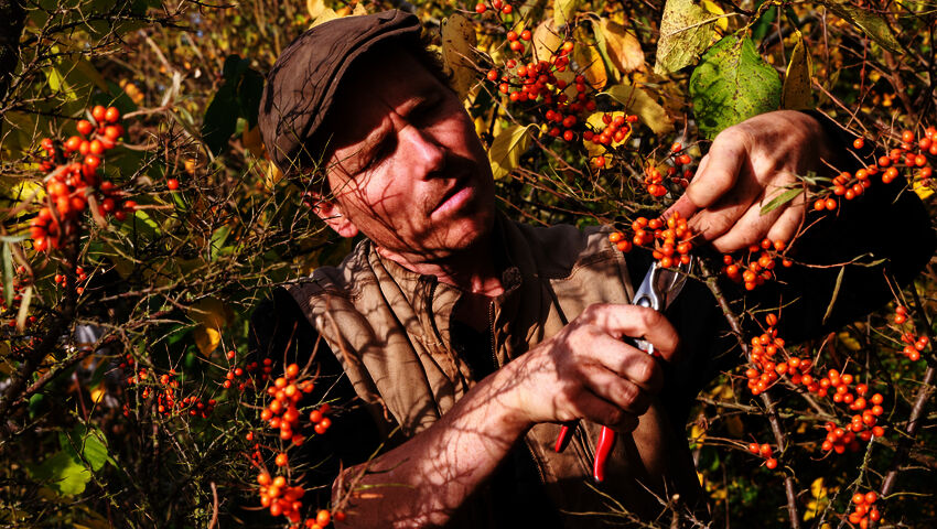 Tanskalainen maajussi