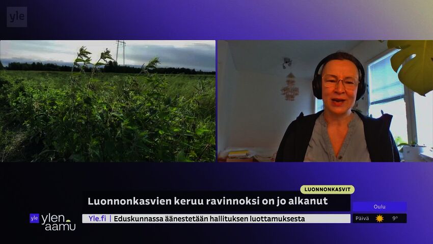 Kevät on villiyrttien aikaa