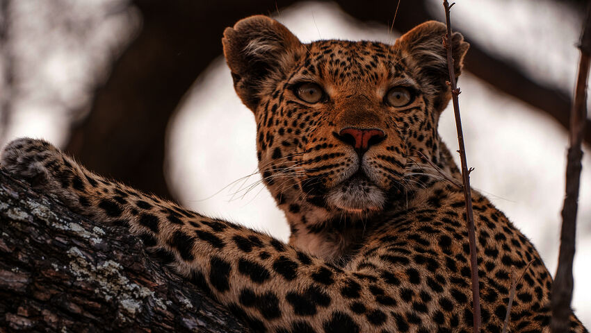 Kissapetojen matkassa