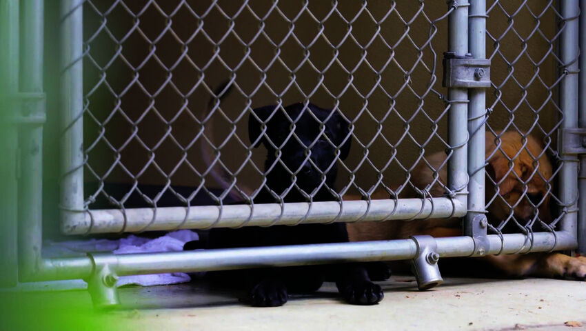 Koti koiralle Australia