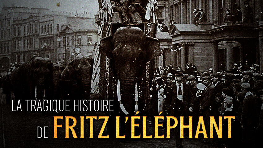 Fritz, norsun tarina