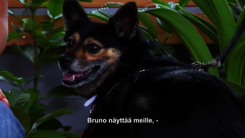 Koti koiralle Australia